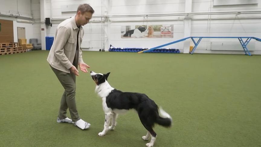 Hundetrainer Lukas Pratschker zum Thema "Wenn der Hund mich ignoriert"