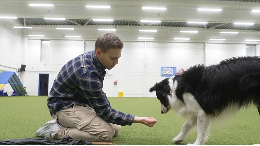 So lernt der Hund, einen Schirm zu tragen.