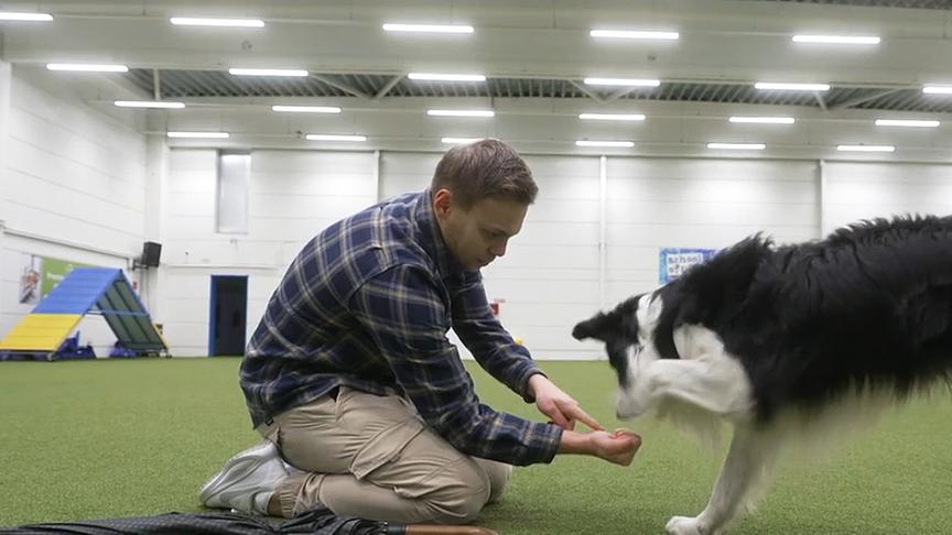 So lernt der Hund, einen Schirm zu tragen.