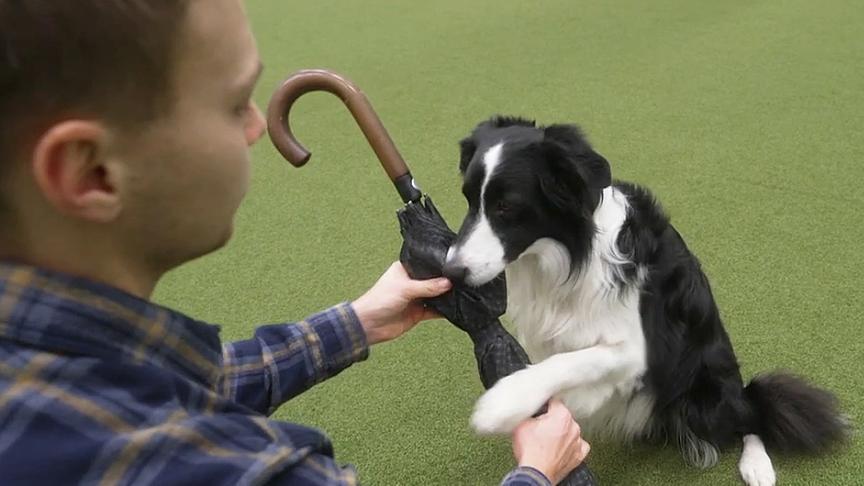 So lernt der Hund, einen Schirm zu tragen.