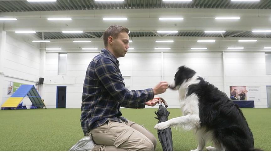 So lernt der Hund, einen Schirm zu tragen.