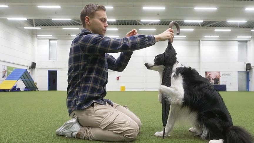 So lernt der Hund, einen Schirm zu tragen.