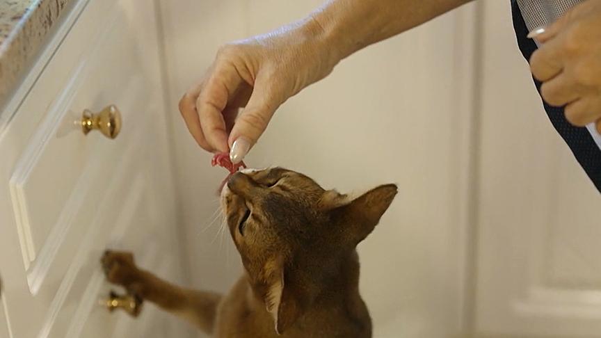 Eine Katze bekommt rohes Faschiertes zu fressen.
