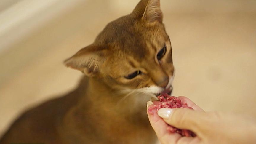 Eine Katze frisst frisches Faschiertes aus der Hand.