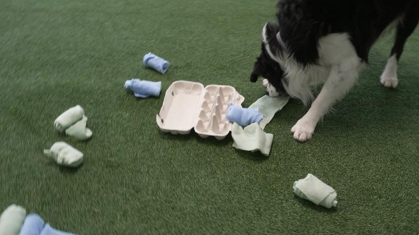 Offener Eierkarton, rundherum eingerollte Stoffreste, ein Hund rollt eines dieser Stoffreste gerade aus