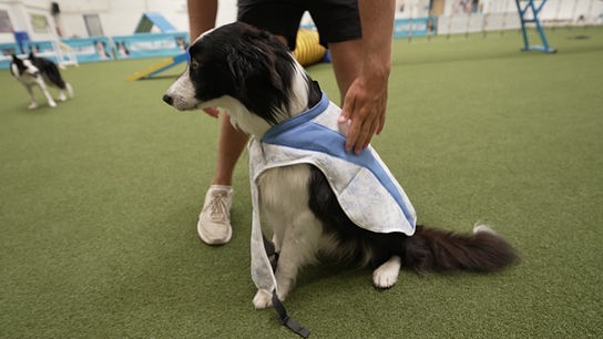© Foto: ORF Eine Person zieht einem Hund eine blaue Kühlweste an.