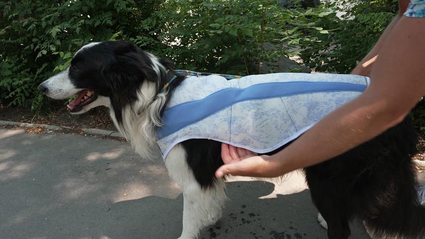 Eine Person prüft mit Hand unter der Kühlweste eines Hundes, ob diese noch kühl genug ist.