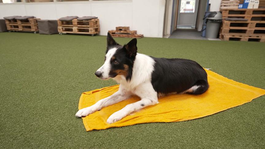 © Foto: ORF Hund liegt auf einem nassen, gelben Handtuch.