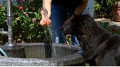 Ein Hund holt sich Abkühlung an einem Brunnen