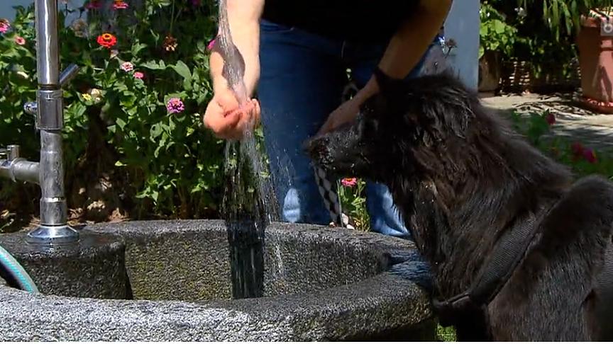 Ein Hund holt sich Abkühlung an einem Brunnen