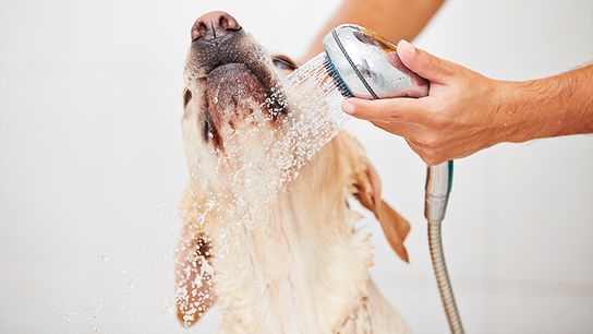 Ein Hund wird mit Wasser erfrischt.