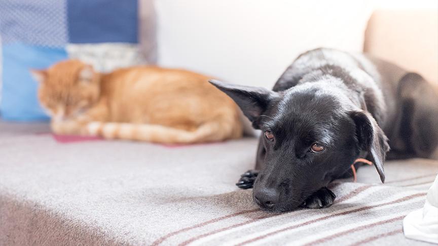 © Foto: Colourbox Hund und Katze liegen auf dem Sofa