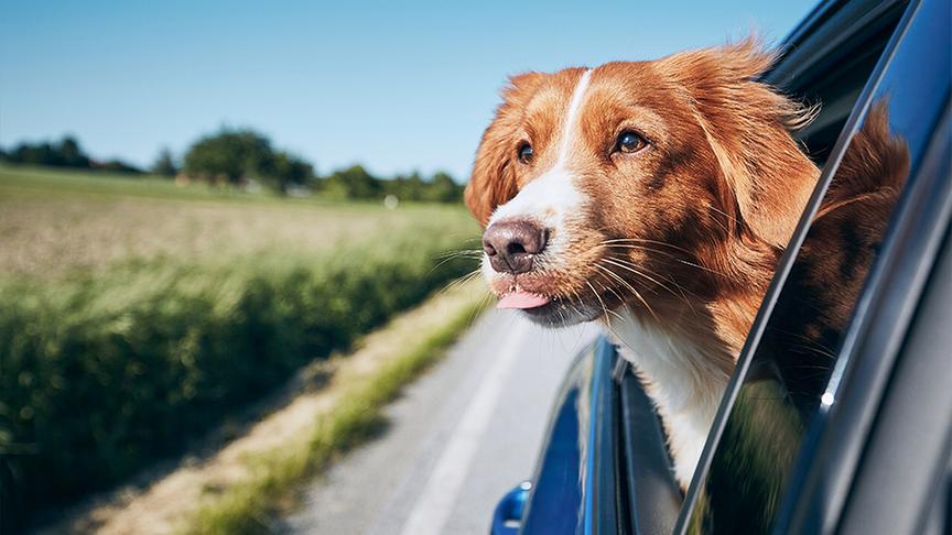 Ein Hund schaut während der Fahrt aus dem Fenster.
