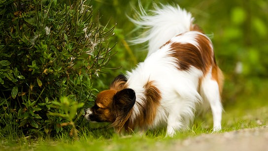 Hund schnüffelt an einer Hecke