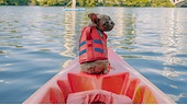Ein kleiner Hund in roter Schwimmweste sitzt auf der Spitze eines rot-orangen Kanus in mitten eines Gewässers.