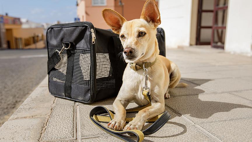 Ein Hund sitzt neben seiner Transporttasche