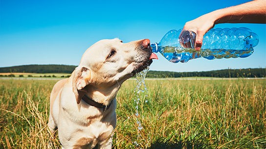 Ein Hund trinkt durstig aus einer Wasserflasche