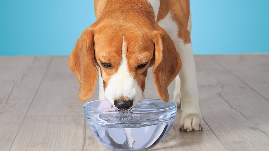© Keramik- und Glasnäpfe eignen sich besonders gut. (Foto: ORF nachlese/ 123 RF/ alexugalek) Keramik- und Glasnäpfe eignen sich besonders gut.