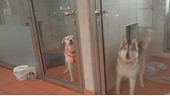 Viele Hunde sind aufgeregt, wenn Besuch ins Tierheim kommt.