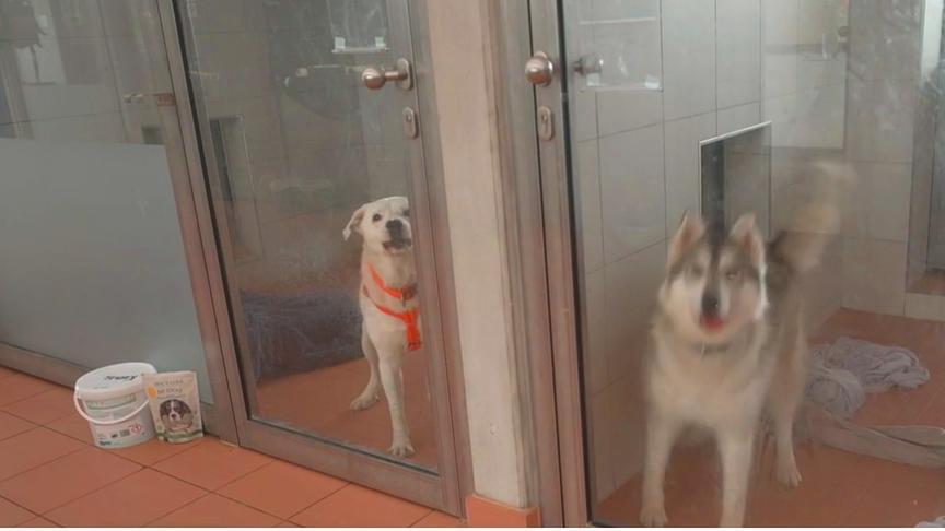 Viele Hunde sind aufgeregt, wenn Besuch ins Tierheim kommt.