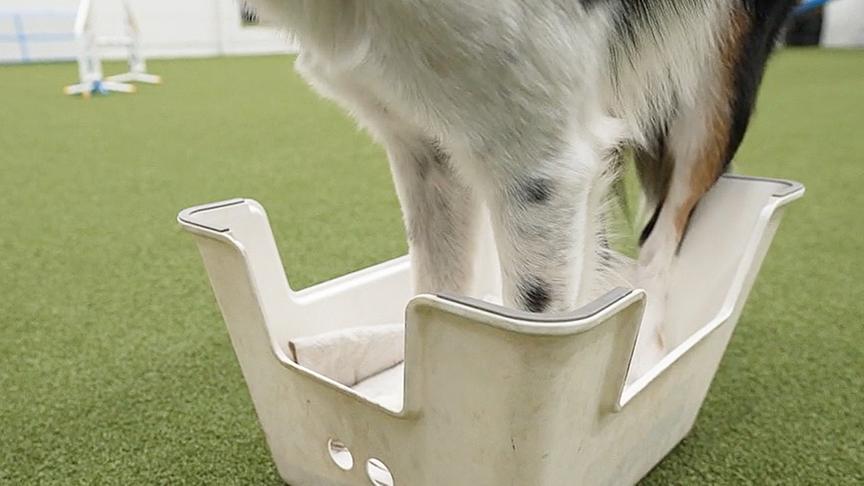 © ORF Podest-Übung Schritt 4: Podest umdrehen und Hund hineinsteigen lassen.