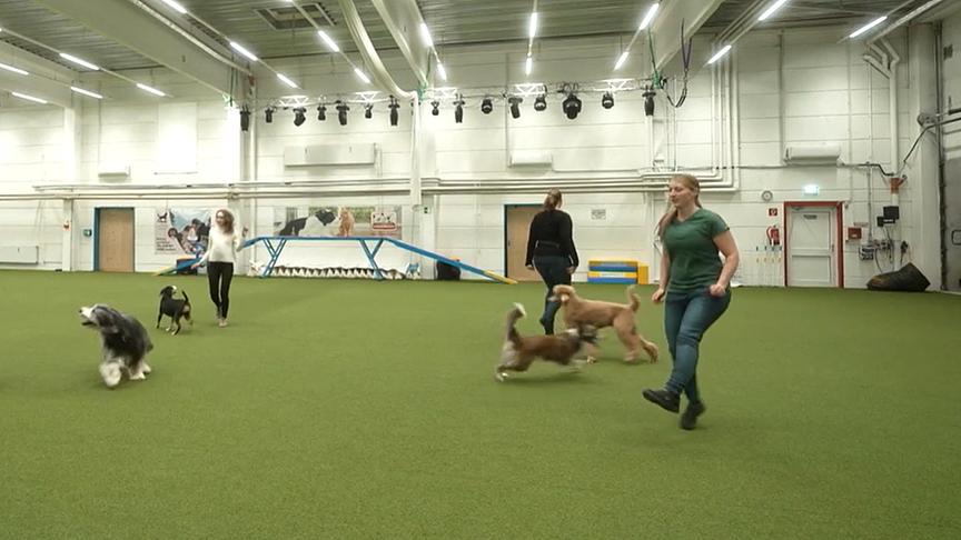 Hundecoach Lukas Pratschker gibt Anleitung zum Dog Dance