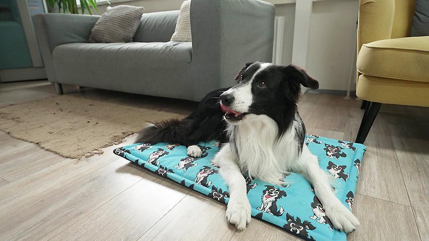 Lukas Pratschker bringt seinem Hund bei, allein zuhause zu bleiben.