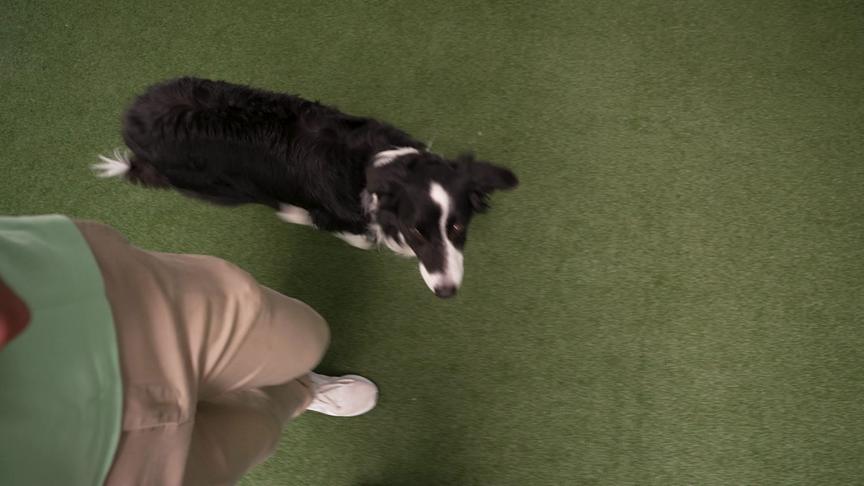 © ORF Hundetrainer Lukas Pratschker mit seinem Hund "Turner"