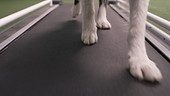 Hundetrainer Lukas Pratschker mit seinem Hund "Turner"