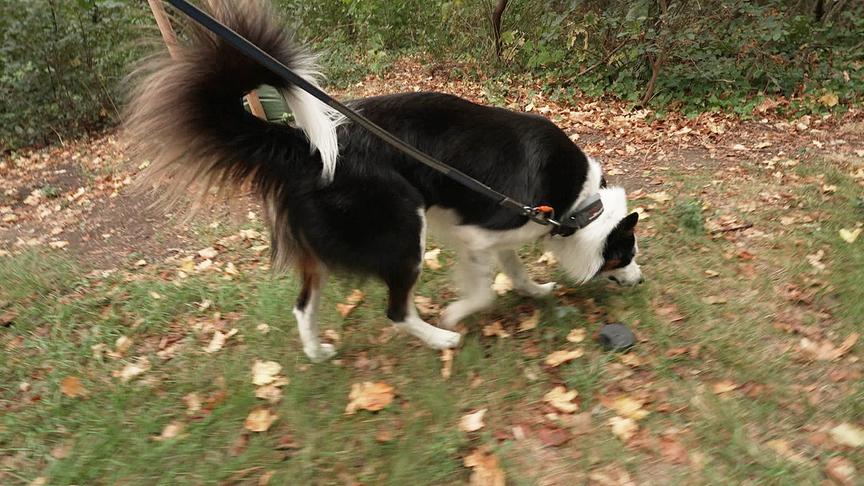 Ein Hund schnuppert im feuchten Laub.