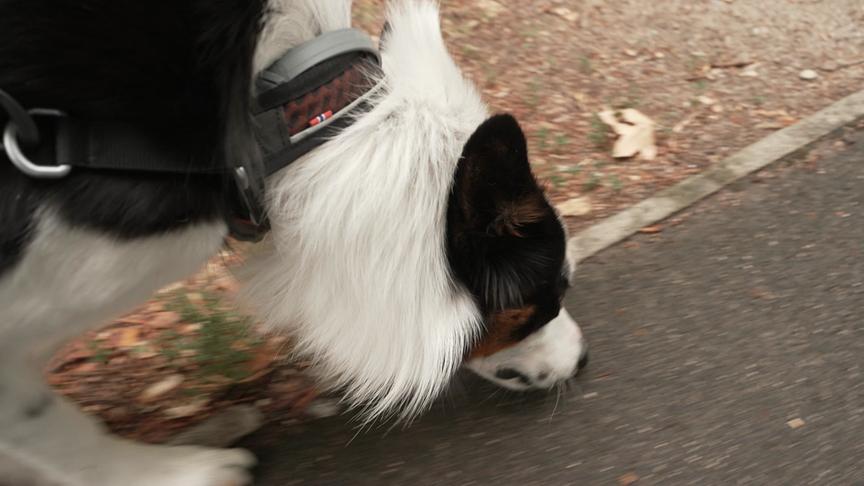 Ein Hund schnuppert im feuchten Laub.