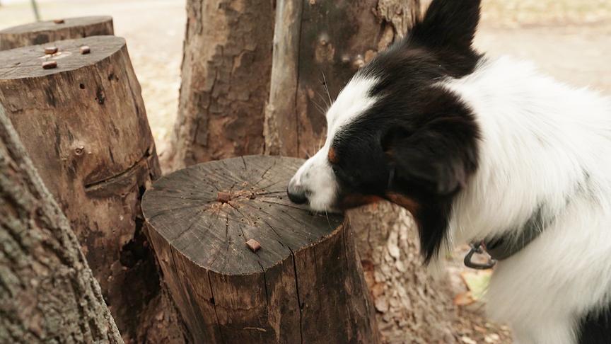 Der Hund findet das Leckerli am Baumstamm.