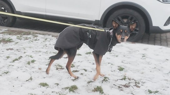 Dieser Hund fühlt sich unwohl.