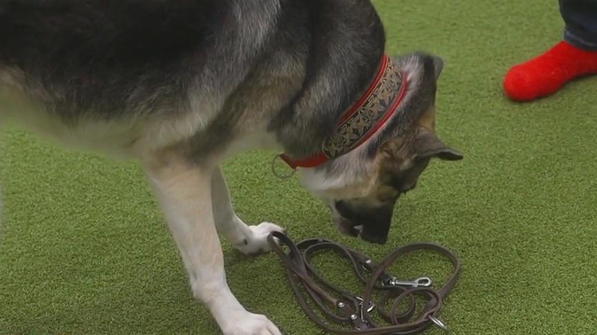 Hund findet seine Leine