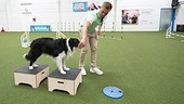 Hundecoach Lukas Pratschker zeigt, wie man den Hund auf einen Arztbesuch vorbereiten kann.