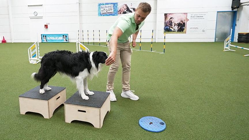 Hundecoach Lukas Pratschker zeigt, wie man den Hund auf einen Arztbesuch vorbereiten kann.