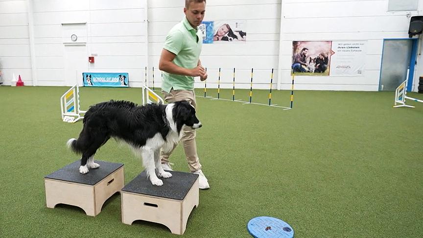 Hundecoach Lukas Pratschker zeigt, wie man den Hund auf einen Arztbesuch vorbereiten kann.