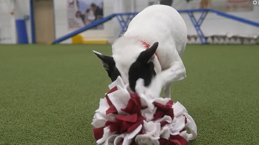 © Foto: ORF Hundecoach Lukas Pratschker zeigt, wie man einen Schnüffelball für Hunde selber macht.