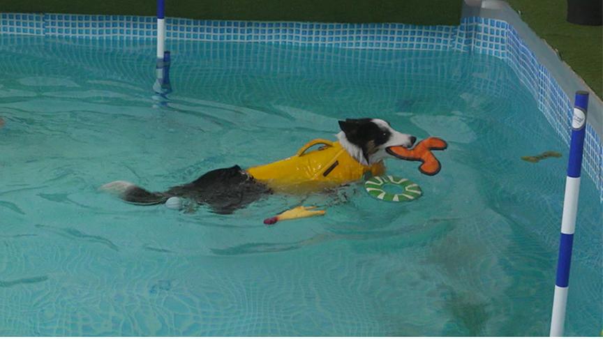 Ein Hund in gelber Schwimmweste schwimmt in einem Pool umgeben von schwimmendem Hundespielzeug.