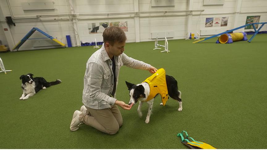 Der Hundecoach zieht seinem Hund mit Hilfe von Leckerlis eine gelbe Schwimmweste über den Kopf.