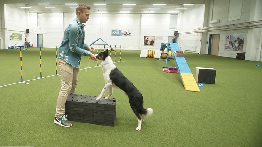 Hundetrainer Lukas Pratschker bringt dem Hund eine Verbeugung bei