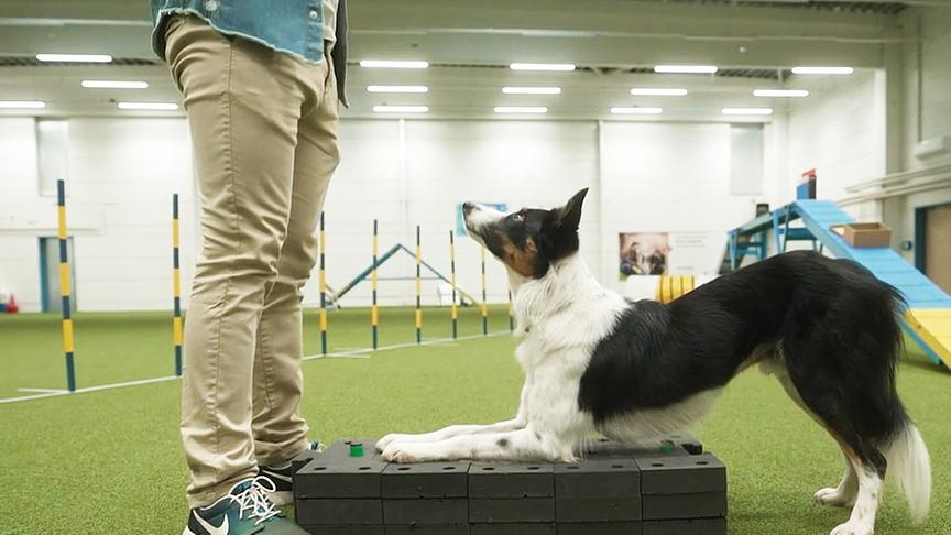 Hundetrainer Lukas Pratschker bringt dem Hund eine Verbeugung bei