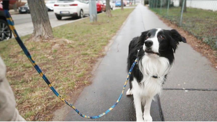 Ein Hund möchte eine Pause beim Spaziergang einlegen und stoppt.