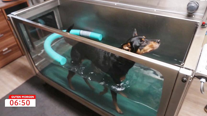 Ein Hund trainiert mit einem Unterwasser-Laufband.