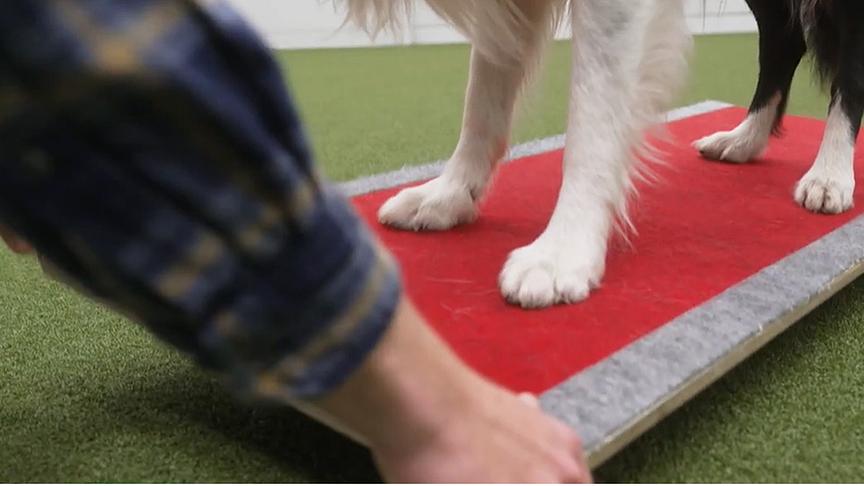 Lukas Pratschker trainiert mit einem Hund auf einem Wackelbrett.
