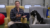 Der Hundecoach - Entspannt an der Leine unterwegs