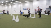 Hundesportart Fly Ball