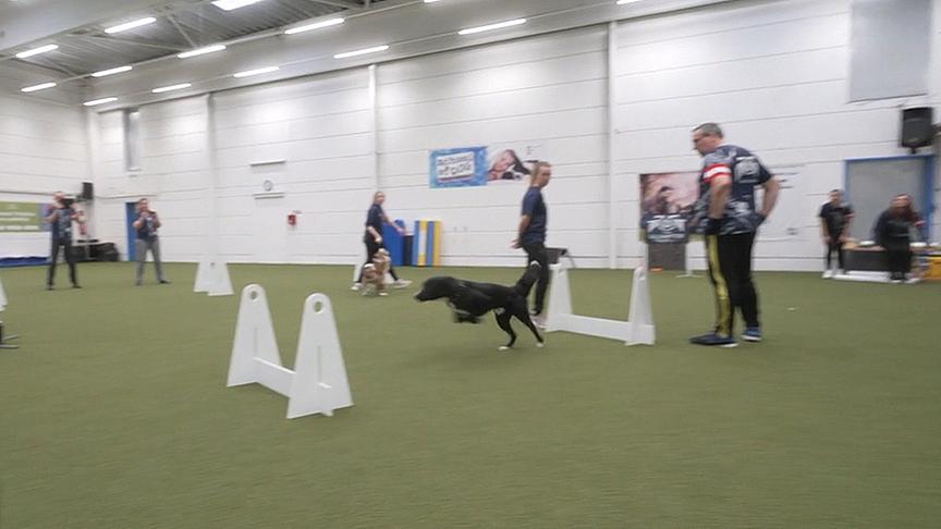 Hundesportart Fly Ball