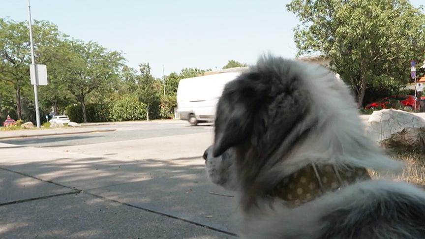 Ein Hund sitzt am Gehsteig und beobachtet vorbeifahrende Autos.