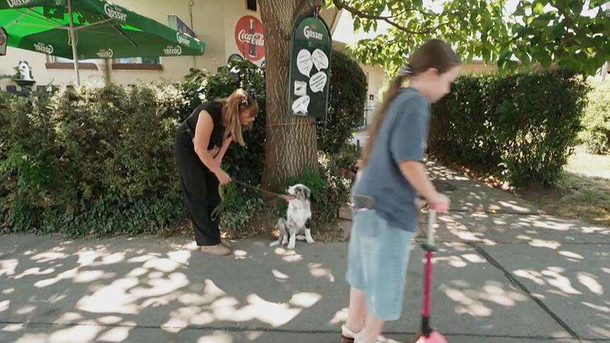 Ein Kind fährt am Roller an einem Hund vorbei.